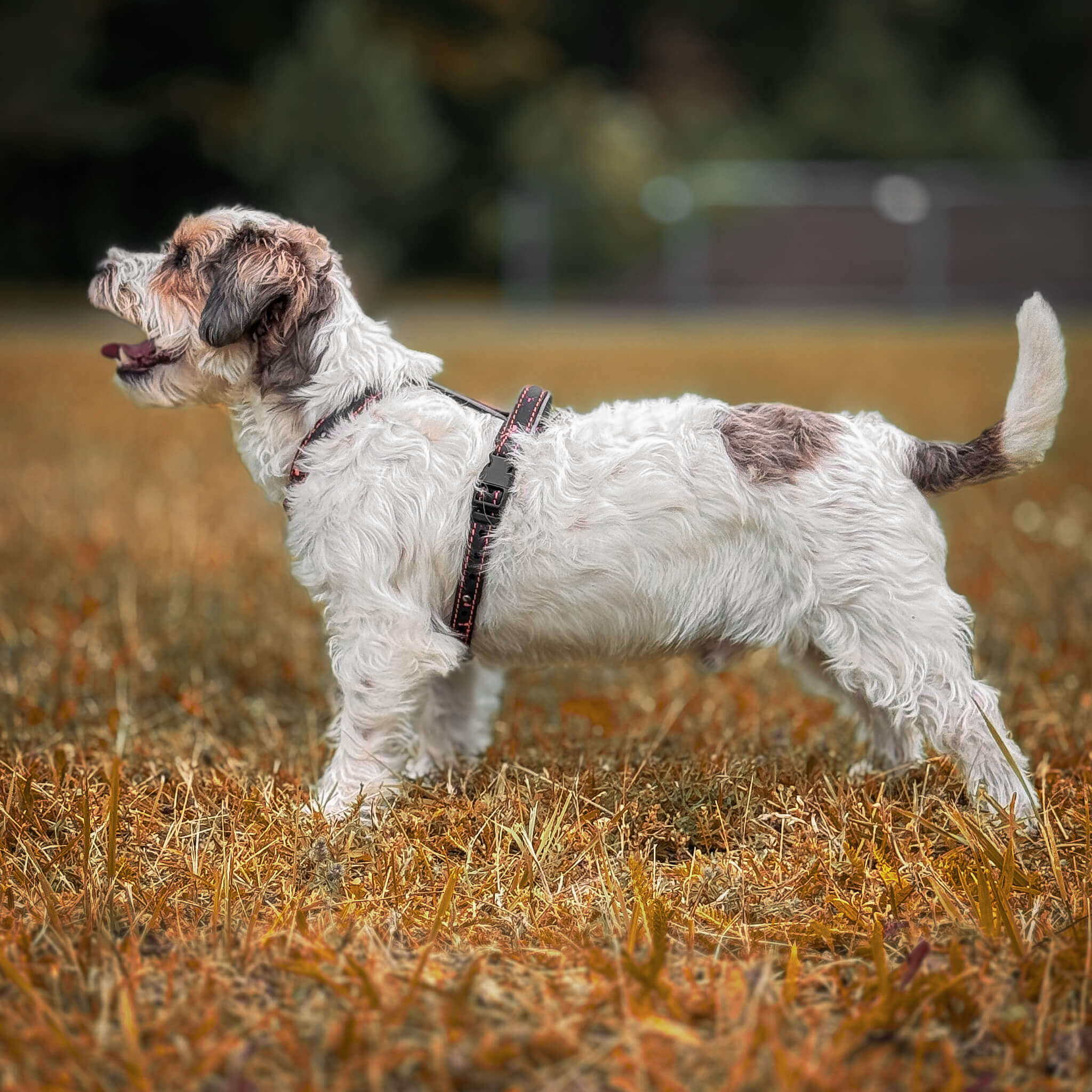 EasyFit Anatomical Waterproof Dog Harness - Brown