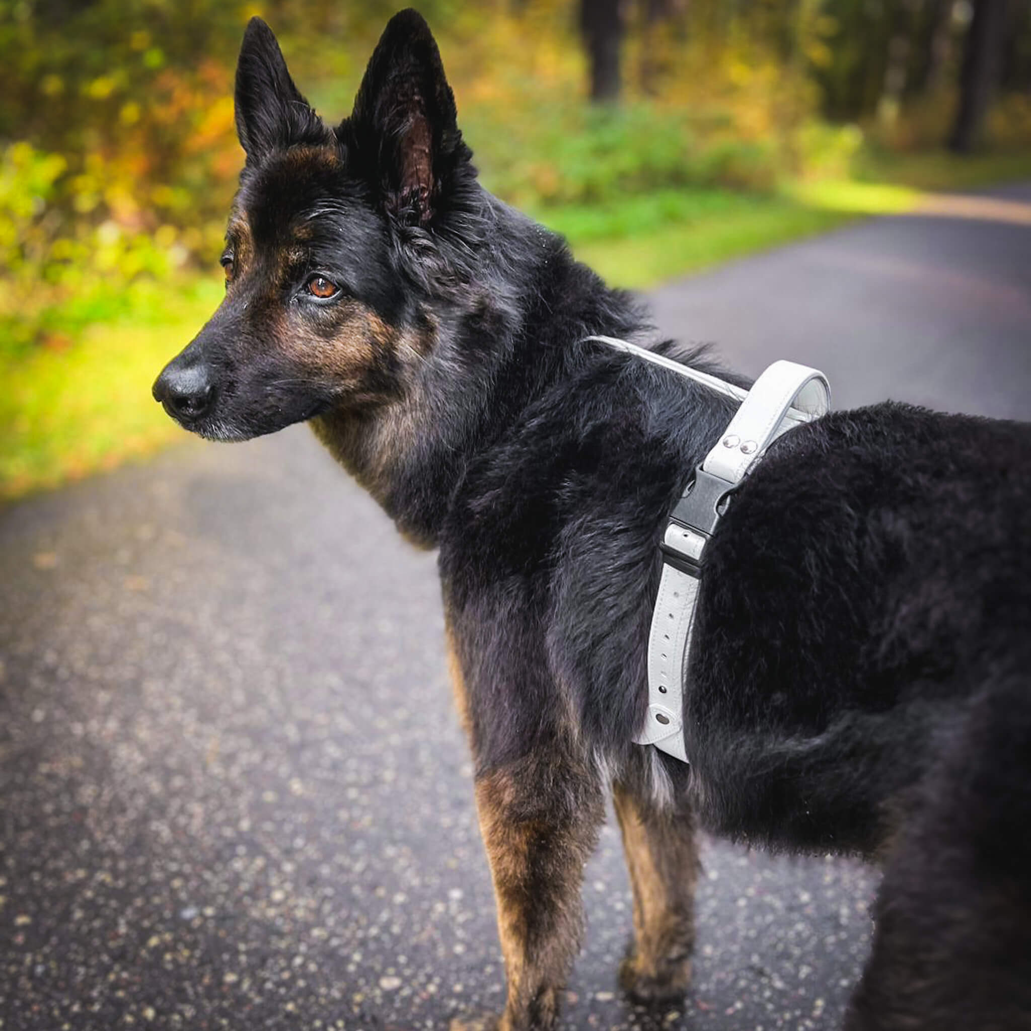 EasyFit anatomiset ja vedenkestävät koiran valjaat - Valkoinen