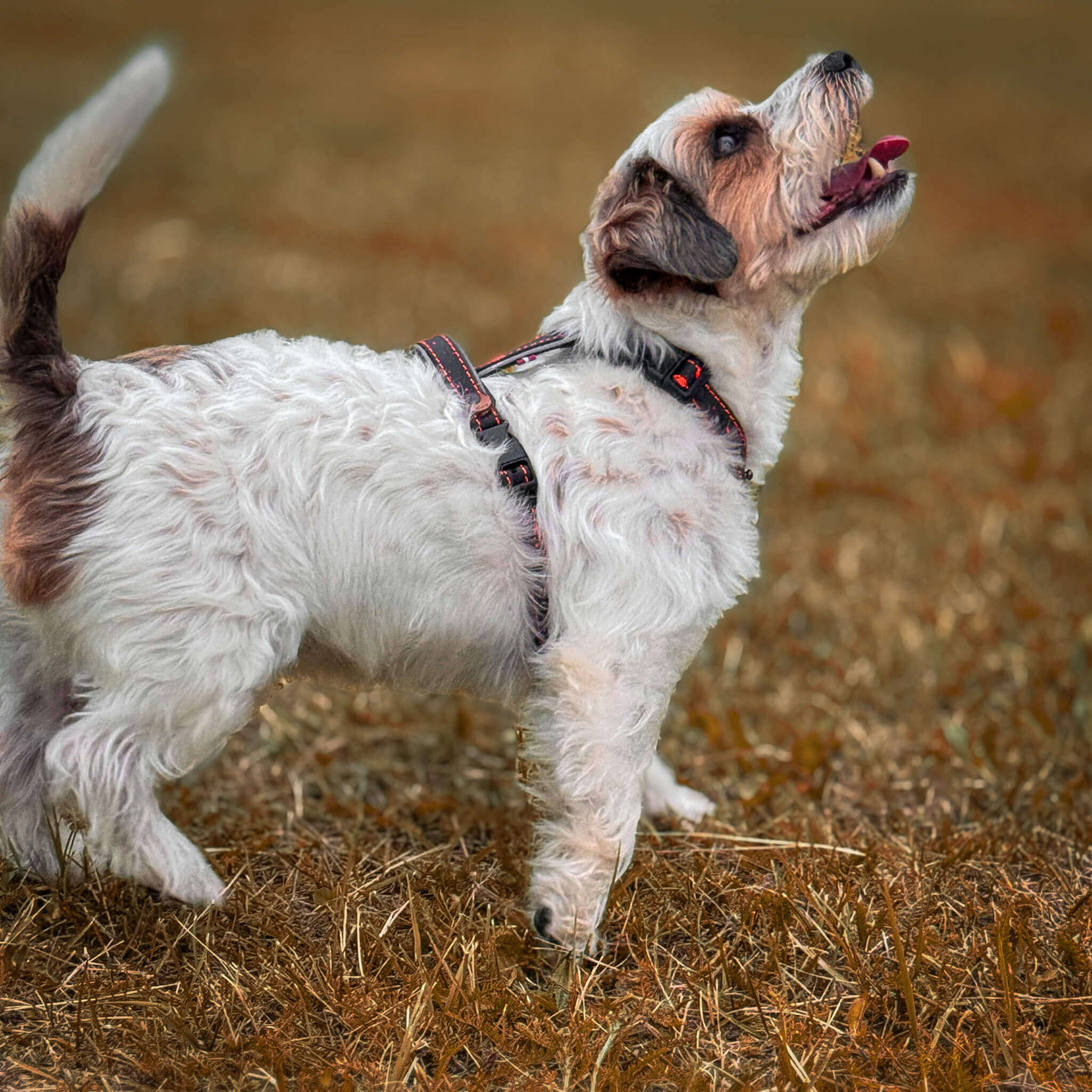 EasyFit anatomiset ja vedenkestävät koiran valjaat - Musta