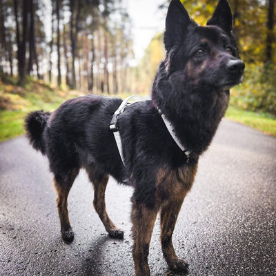 EasyFit anatomiset ja vedenkestävät koiran valjaat - Valkoinen