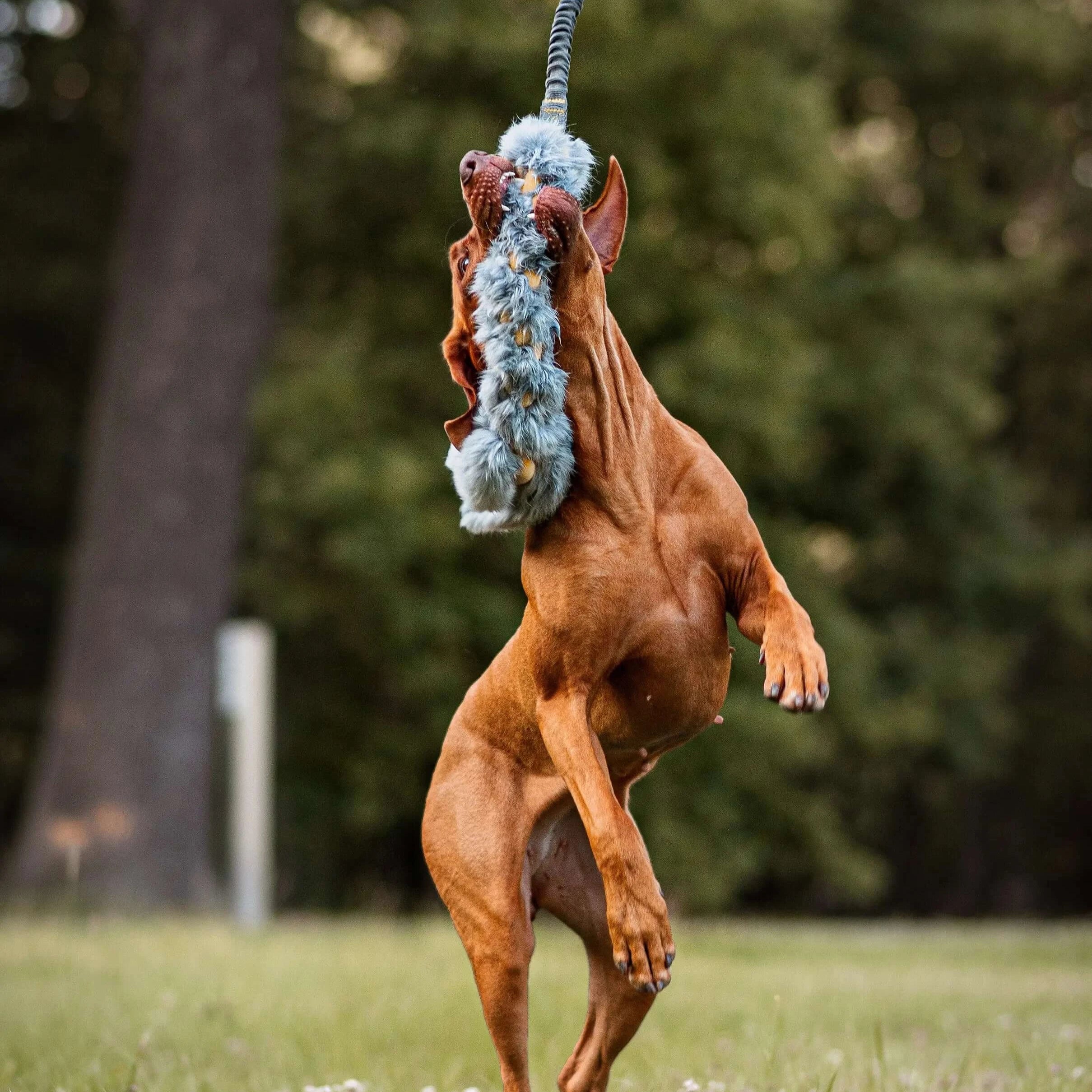 Mākslīgās kažokādas amortizējošā rotaļlieta suņiem