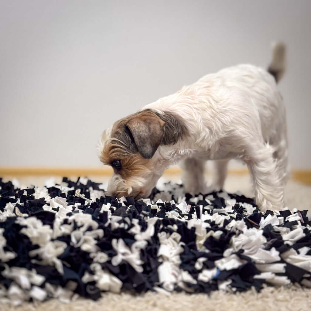 A dog sniffing and playing with a handmade sensory rug on the floor.